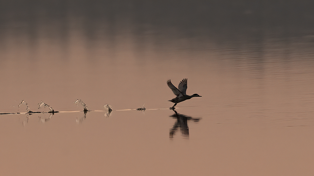 Marbled Teal
